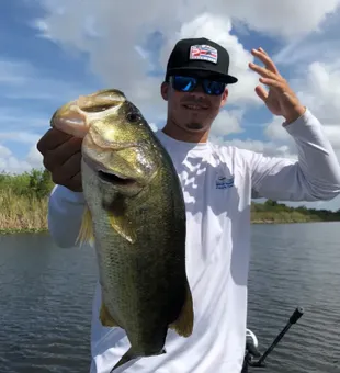 Largemouth Bass in The Everglades